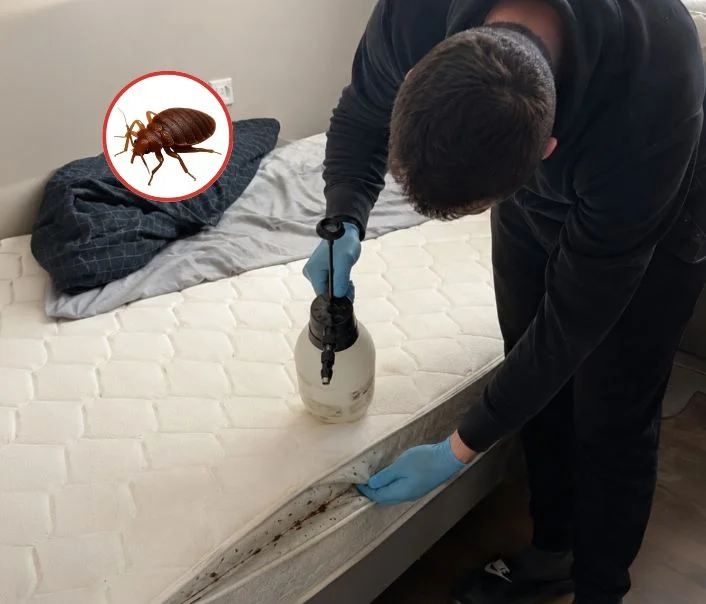 Technicien traitant un matelas contre les punaises de lit à Ablis